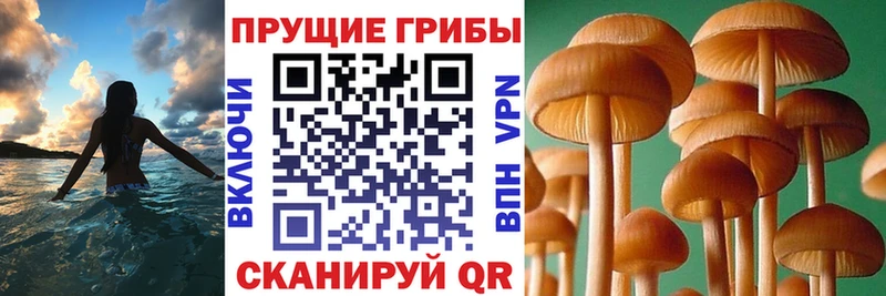 Галлюциногенные грибы прущие грибы  Красный Кут 